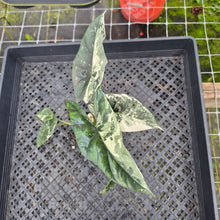 Load image into Gallery viewer, Alocasia Simpo Albo, Exact Plant, Ships Nationwide
