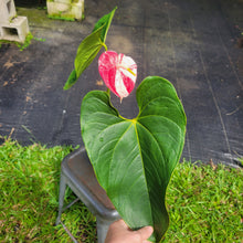 Load image into Gallery viewer, Anthurium Shibori, Exact Plant Variegated Ships Nationwide
