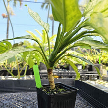 Load image into Gallery viewer, Aglaonema Ice Queen, Silver Queen, Exact Plant Variegated Ships Nationwide
