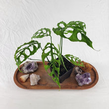 Load image into Gallery viewer, Monstera Obliqua Peru 4&quot; pot, Fedex 2 day*
