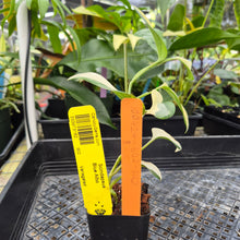 Load image into Gallery viewer, Scindapsus Blue Albo, Exact Plant Variegated Ships Nationwide
