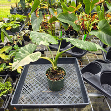 Load image into Gallery viewer, Alocasia Odora, Okinawa Silver, Exact Plant Variegated Ships Nationwide
