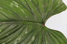Load image into Gallery viewer, Philodendron Plowmanii, exact plant, ships nationwide
