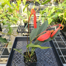 Load image into Gallery viewer, Anthurium Sherzerianum &quot;Pig Tail&quot;, Exact Plant Ships Nationwide
