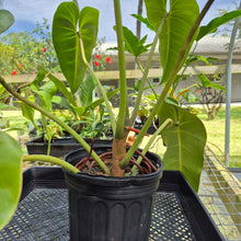 Load image into Gallery viewer, Philodendron Cordatum Kunth, Exact Plant
