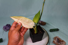Load image into Gallery viewer, Variegated Philodendron Whipple Way Exact Plant Ships Nationwide
