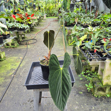 Load image into Gallery viewer, Anthurium Papillilaminum Fort Sherman exact plant, Fedex 2day*
