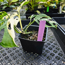 Load image into Gallery viewer, Monstera Adansonii Laniata Albo, Exact Plant Variegated Double plant
