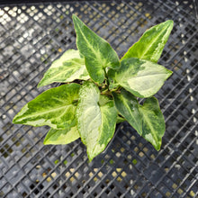 Load image into Gallery viewer, Syngonium Three Kings Magic Marble Variegated 4" pot, Fedex 2day*
