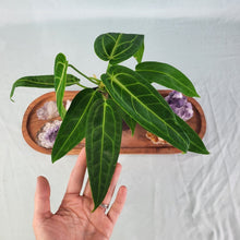 Load image into Gallery viewer, Anthurium Warocqueanum, Queen, Exact Plant Double Plant
