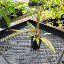 Load image into Gallery viewer, Philodendron Caramel Marble, Exact Plant Variegated Ships Nationwide
