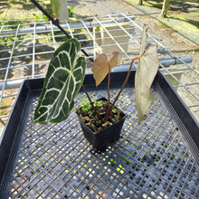 Load image into Gallery viewer, Anthurium Crystallinum, Exact Plant
