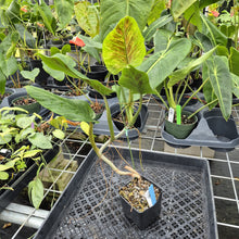 Load image into Gallery viewer, Philodendron Subhastatum, Exact Plant Variegated Ships Nationwide
