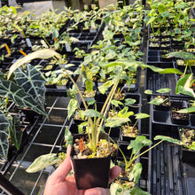 Load image into Gallery viewer, Alocasia Sarian albo variegated 2.5" pot, Fedex 2day*
