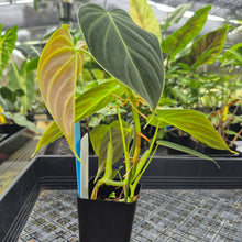Load image into Gallery viewer, Philodendron Splendid, Exact Plant Ships Nationwide
