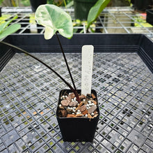 Load image into Gallery viewer, Alocasia Macrorhizza Black Stem, Exact Plant Variegated
