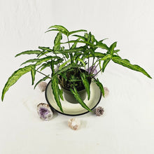 Load image into Gallery viewer, Syngonium Angustatum Little Star, 6&#39;&#39; multi pot of 4 Ships Nationwide
