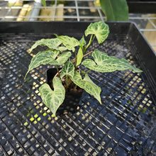 Load image into Gallery viewer, Syngonium Batik 2.5" pot, Fedex 2day*
