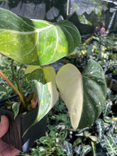 Load image into Gallery viewer, Philodendron Gloriosum variegated type 2, 4" pot, Fedex 2day*
