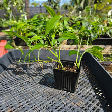 Load image into Gallery viewer, Monstera Acacoyaguensis 4" pot, Fedex 2day*
