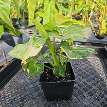 Load image into Gallery viewer, Syngonium Mango Allusion, Orm Thong, Exact Plant Variegated Ships Nationwide

