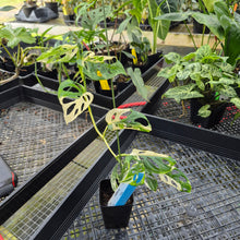Load image into Gallery viewer, Monstera Adansonii Laniata Albo, Exact Plant Variegated Ships Nationwide
