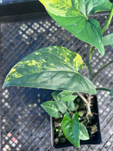 Load image into Gallery viewer, Syngonium Aurea, Exact Plant Variegated Ships Nationwide
