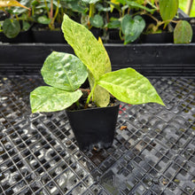 Load image into Gallery viewer, Zamioculcas Zamiifolia Wild Form ZZ, Exact Plant Variegated Ships Nationwide
