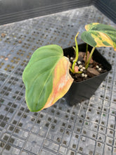 Load image into Gallery viewer, Philodendron Hederaceum Micans Aurea, Exact Plant Variegated Ships Nationwide
