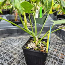 Load image into Gallery viewer, Philodendron Quercifolium x Pedatum, Exact Plant Ships Nationwide
