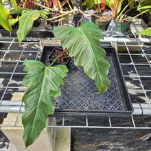 Load image into Gallery viewer, Philodendron Corsinianum, Exact Plant Ships Nationwide
