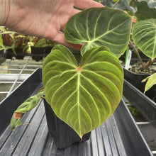 Load image into Gallery viewer, Philodendron Verrucosum Amazon Sunset exact plant, Fedex 2day*
