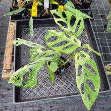 Load image into Gallery viewer, Monstera Adansonii Mint &quot;Indonesia&quot;, Exact Plant Variegated Ships Nationwide
