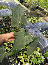 Load image into Gallery viewer, Anthurium Papillilaminum Fort Sherman 4" pot, Fedex 2day*
