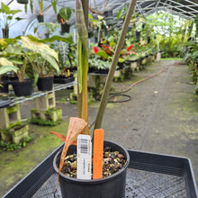 Load image into Gallery viewer, Alocasia Longiloba Lowii exact plant, Fedex 2day*
