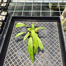 Load image into Gallery viewer, Anthurium Vittarifolium Variegated exact plant, Fedex 2day*
