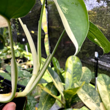 Load image into Gallery viewer, Syngonium Chiapense, Exact Plant Variegated Ships Nationwide
