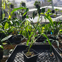 Load image into Gallery viewer, Philodendron Holtonianum, Exact Plant Ships Nationwide
