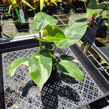 Load image into Gallery viewer, Philodendron White Princess Variegated exact plant, Fedex 2day*
