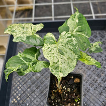 Load image into Gallery viewer, Syngonium Mojito, Exact Plant Variegated Ships Nationwide
