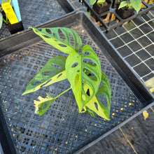 Load image into Gallery viewer, Monstera Adansonii Aurea, Exact Plant Variegated Ships Nationwide
