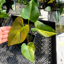 Load image into Gallery viewer, Anthurium Andraeanum White Heart, Exact Plant Variegated Ships Nationwide
