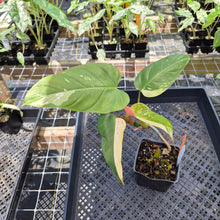 Load image into Gallery viewer, Philodendron Whipple Way, Exact Plant Variegated Ships Nationwide
