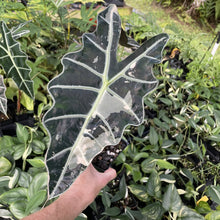 Load image into Gallery viewer, Alocasia Amazonica Large Form Pink Variegated Fedex 2day*
