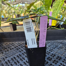 Load image into Gallery viewer, Alocasia Bambino, Exact Plant Variegated Ships Nationwide
