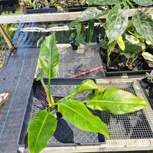 Load image into Gallery viewer, Philodendron Giant Orlando, Exact Plant Ships Nationwide
