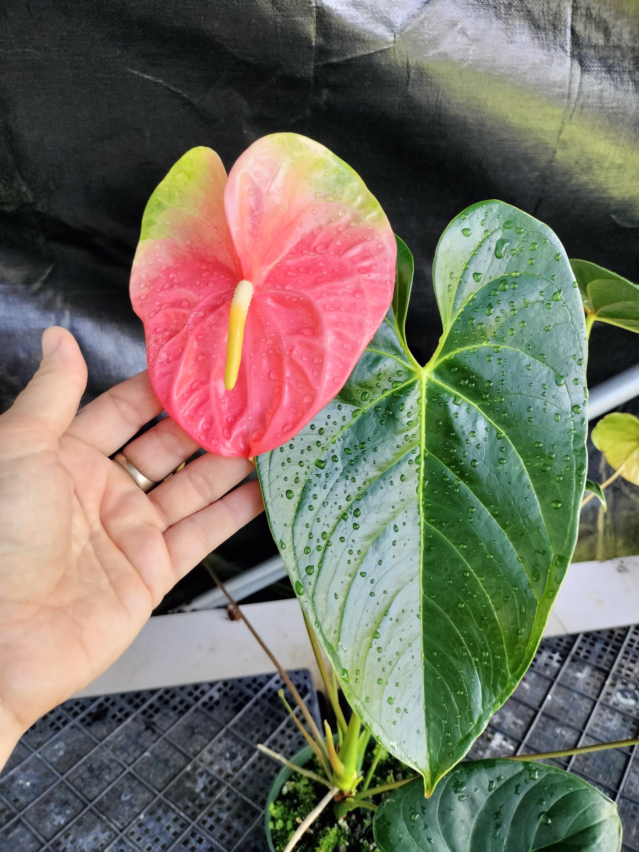 anthurium obake Anthurium Anuenue Obake bicolor, pink/ green, Exact Plant, ship nation – Canopy Gems