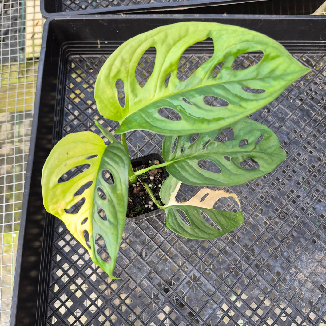 Monstera Adansonii Aurea, Exact Plant Variegated Ships Nationwide