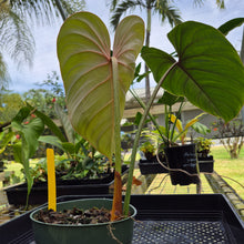 Load image into Gallery viewer, Philodendron Gloriosum, Pink Veined Back, Exact Plant
