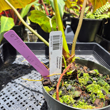 Load image into Gallery viewer, Philodendron Corsinianum, Exact Plant Ships Nationwide
